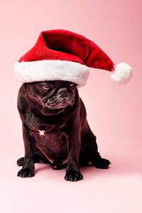 Fotografi Grumpy Pug Wearing a Christmas Hat, ClarkandCompany