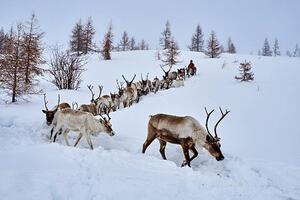 Fotografi Mongolia, Tsaatan, reindeer transhumance, Tuul & Bruno Morandi