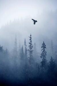 Fotografi View of forest on cold foggy day, Grant Faint