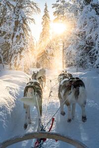 Fotografi Personal perspective of person dogsledding in, Roberto Moiola / Sysaworld