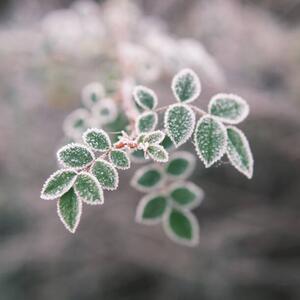 Fotografi Close-up of frozen plant, Giulio Donati / 500px