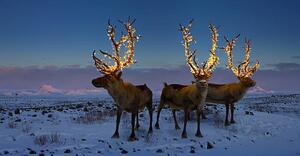 Fotografi Three reindeers with lights in antlers, Coneyl Jay