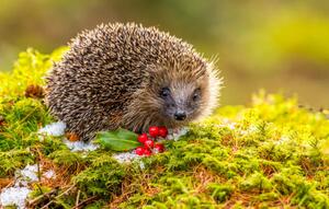 Fotografi Hedgehog in Winter. Wild,, Callingcurlew23