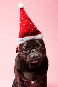 Fotografi Grumpy Pug Wearing a Christmas Hat, ClarkandCompany