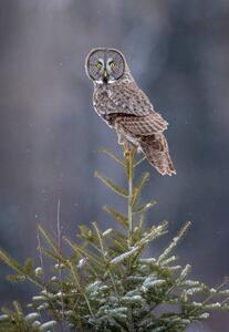 Fotografi Tree Top Great Gray Owl, Scott Suriano