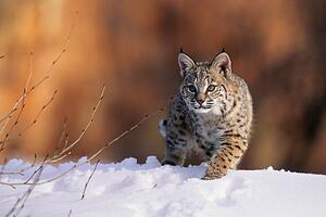 Fotografi Bobcat, Felis rufus, walking in snow,, Kevin Schafer