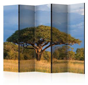 Rumsavdelare - African acacia tree, Hwange 225x172 - Artgeist sp. z o. o