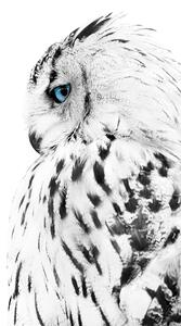 Poster White owl