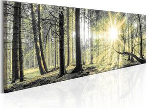 Canvas Tavla - Morning Forest - 135x45