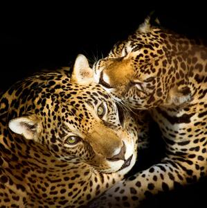 Tavla Leopards 50X50 Svart\|Brun\|Beige - 50x50 cm