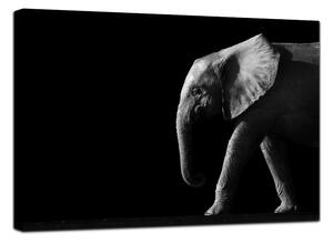 Canvastavla Elephant Black - 75x100