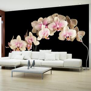 Fototapet Blooming Orchid 450x270 - Artgeist sp. z o. o
