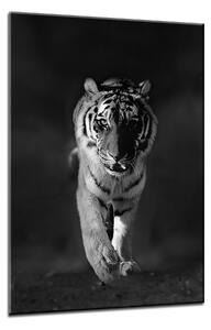 Tavla Canvas Tiger - 50x70 cm