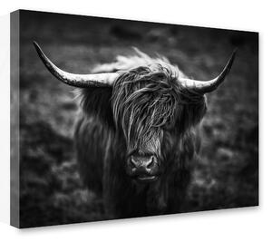 Tavla Highland Horns - 75x100