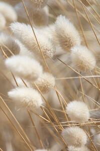 Malerifabrikken - Poster Mellow Grasses 8 - Beige - Posters - Från Homeroom