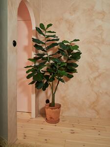 Ficus Lyrata - 180cm