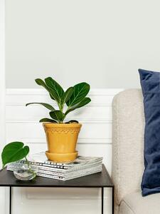 Ficus Audrey