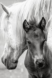 Fotografi The Foal, Jacky Parker