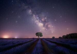 Fotografi Lavender fields nightshot, joanaduenas, (40 x 26.7 cm)