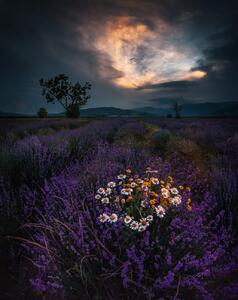 Fotografi Lavender, Jeni Madjarova, (30 x 40 cm)