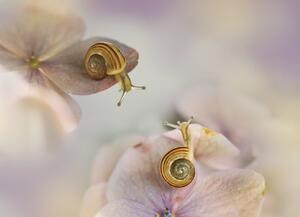 Konstfotografering Little snails, Ellen van Deelen, (40 x 30 cm)