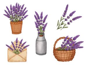 Illustration Set watercolor lavender bouquet in bucket,, Evgeniya Sheydt