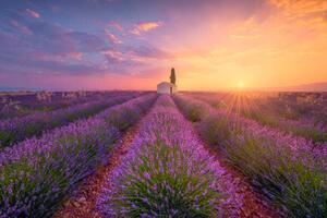 Illustration France, Alpes-de-Haute-Provence, Valensole, lavender field at, Westend61