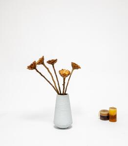 Protea Compacta Naturell -Torkade Blommor