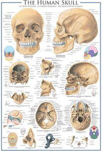 Poster, Affisch The Skull