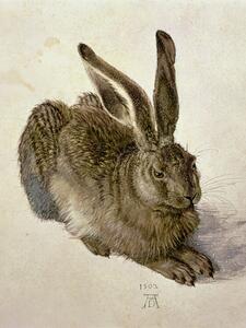 Bildreproduktion Hare (1502), Albrecht Drer