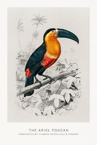 Bildreproduktion The Ariel Toucan (Bird / Zoology) - Charles D'Orbigny, (26.7 x 40 cm)