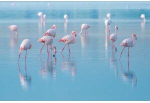 Glastavla - Flamingos - 120x80 cm - Glastavlor, Tavlor, Väggdekor