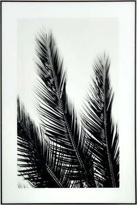 Glastavla - B&W Palms - 120x80 cm