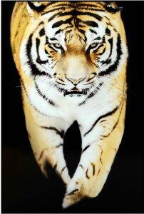 Glastavla - Tiger - 120x80 cm - Glastavlor, Tavlor, Väggdekor