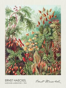 Bildreproduktion Muscinae–Laubmoose / Rainforest Plants (Vintage Academia) - Ernst Haeckel