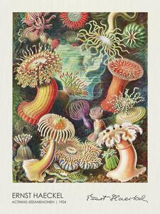 Bildreproduktion Actiniae–Seeanemonen (1904), Ernst Haeckel