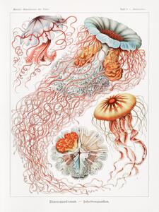 Bildreproduktion Discomedusae–Scheibenquallen (Jellyfish / Academia) - Ernst Haeckel
