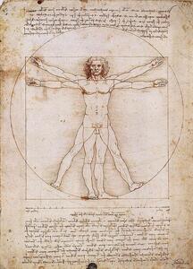 Konsttryck Den vitruviske mannen, Leonardo Da Vinci, (50 x 70 cm)