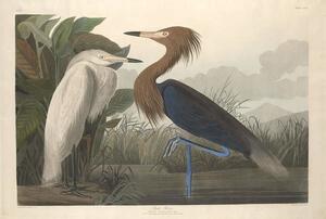 Bildreproduktion Purple Heron, 1835, John James (after) Audubon