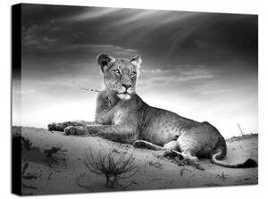 Tavla Canvas Lioness Grå\|Vit 100X75 - 75x100