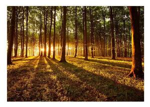 Självhäftande Fototapet - Summer: Morning in the forest - 147x105