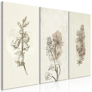 Canvas Tavla - Herbarium (3 delar) - 90x60