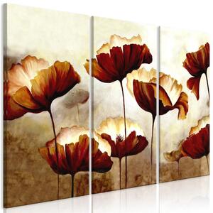 Canvas Tavla - Shining Poppies (3 delar) - 90x60