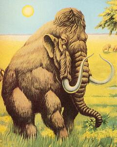 Illustration Woolly Mammoth, CSA Images