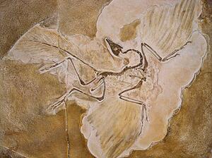 Illustration Archaeopteryx Lithographica Fossil, Naturfoto Honal