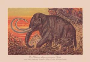 Illustration Woolly mammoth , chromolithograph, published in, ZU_09