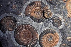 Illustration FOSSIL AMMONITES, JURASSIC, PROMICROCERAS PLANICOSTA, UK., Kevin Schafer