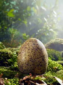 Illustration Large Egg in Woods Setting, Jeffrey Coolidge