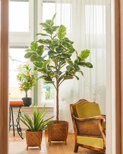 Konstväxt Ficus Elastica - 240cm