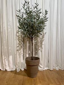 Konstväxt Olive tree - 150cm Olivträd